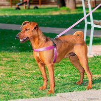 Шлея Ferplast Agila Fantasy 2 75576423 (розовый)