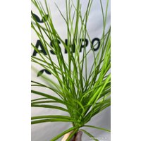 Искусственное растение Артфлора Осока Виктория 50 см 200005