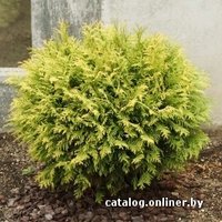  Zabieniec Туя западная Golden Globe с2 30-40