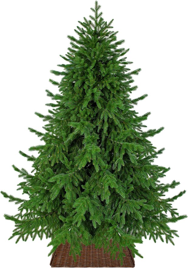 

Ель Царь Елка Раскидистая премиум РДП-180