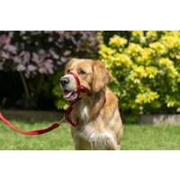 Недоуздок Halti Headcollar Size 3 (красный)