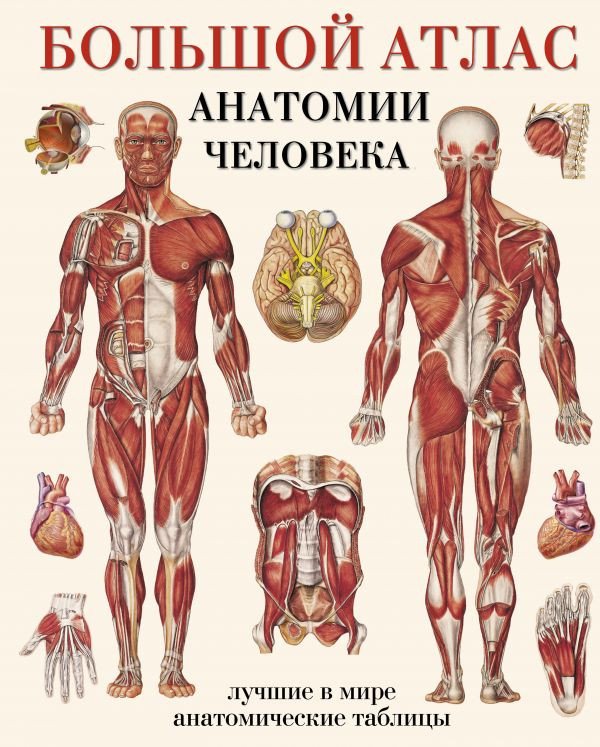 Энциклопедия издательства АСТ. Большой атлас анатомии человека (Махиянова Е.)