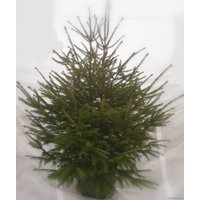 Ель СЦ Огородик Европейская 100-140 см