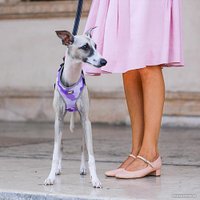 Шлея Ferplast Nikita Fashion P XXS 75468903 (фиолетовый)