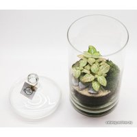 Флорариум Home Garden М Фиттония