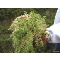 Мох Besgrow Spagmoss