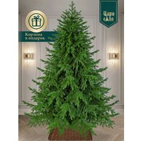 Ель Царь Елка Раскидистая премиум РДП-240
