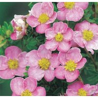  Красный клен Лапчатка кустарниковая New Dawn (20-30см)