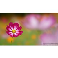 Объектив Sony FE 100mm F2.8 STF GM OSS [SEL100F28GM]