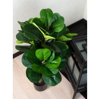 Искусственное растение Merry Bear Home Decor Фикус Лировидный A600090