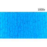 Детский микроскоп Микмед LCD 1000Х 2.0LB 30701