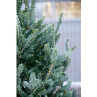 Ель HD Nordic Trees Фразера Датская Премиум (1.7-2 м, срезанная)