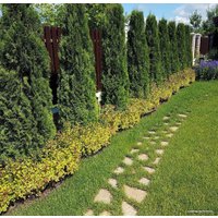  Ogorodik Туя западная Smaragd (60-75 см)