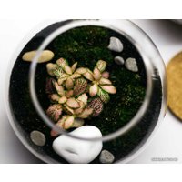Флорариум Home Garden Маленький Шар