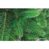 Ель Бифорес Дриада (2.2 м, светло-зеленый)