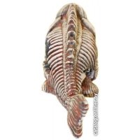 Декорация DekSi Скелет рыбы №904