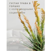Искусственное растение Merry Bear Home Decor Микс трава-мятлик луговой KD3403-119-22
