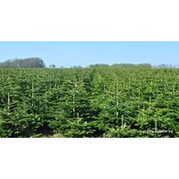 Пихта Nordictrees Пихта Нордмана Premium Extra 3 - 3.5 м