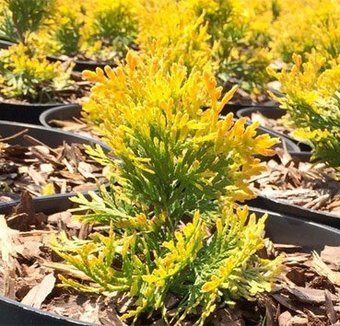 Красный клен Туя западная Sunny Smaragd (20-25 см)