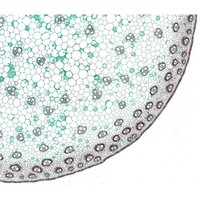 Набор микропрепаратов Bresser 74557 (10шт, в кейсе) в Гомеле