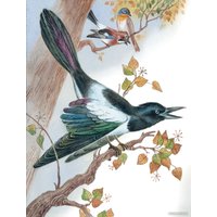 Книга издательства Эксмо. Бемби (Зальтен Ф.)