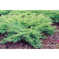  Zabieniec Можжевельник казацкий Glauca с2 35-45