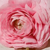 Парфюмерная вода Burberry Her EdP (100 мл)