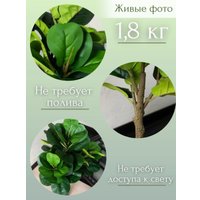 Искусственное растение Merry Bear Home Decor Фикус Лировидный A600090