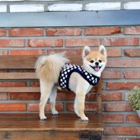 Шлейка-жилетка Pinkaholic Joceline NARD-HJ7363-NY-S (синий)