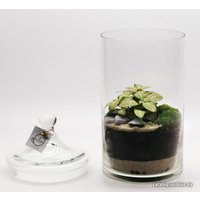 Флорариум Home Garden М Фиттония