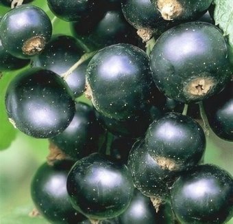 Красный клен Черная смородина Titania (100-200 см)