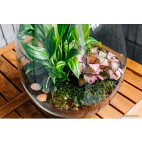 Флорариум Home Garden Капля Женское счастье