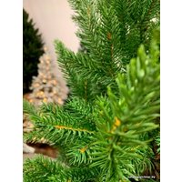 Ель Albero Di Natale Agata на пне 1.5 м
