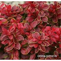  Красный клен Барбарис Тунберга Admiration