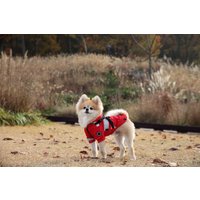 Дождевик для животных Puppia Wilderness PLRA-JM9320-YE-M (желтый)