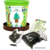 Набор для опытов Happy plant Ель необыкновенная hpn-10 в Могилеве