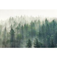 Фотообои Vimala Солнечный лес 4 270x400