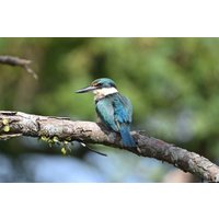 Объектив Nikon NIKKOR Z 800mm f/6.3 VR S