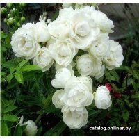  Красный клен Роза Миниатюрная Morstag Wit (25-45 см)