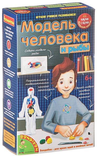 

Набор для опытов Bondibon Науки с Буки Модель человека ВВ1840