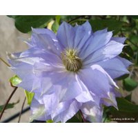  Новатор Сад Клематис Mazury (Мазуры) [2211]