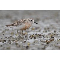 Объектив Nikon NIKKOR Z 800mm f/6.3 VR S