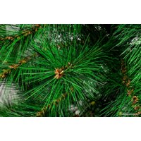 Сосна GreenLand Beata 1.5 м
