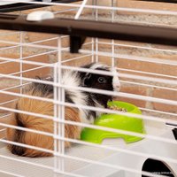 Клетка Ferplast Casita 80 (черный) 57065070