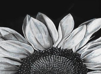 Картина по номерам ILikeGift Подсолнух на черном фоне BQH0003