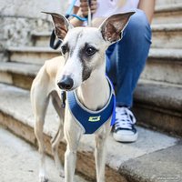 Шлея Ferplast Nikita P (M, синий)