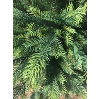 Ель GreenTerra Кашемир F 2.5 м в Бресте