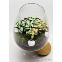 Флорариум Home Garden Бокал М с Фиттонией