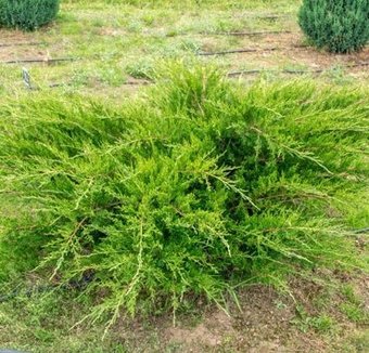 Красный клен Можжевельник средний Mint Julep (10-20 см)