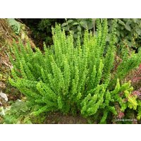  Интивиторг Барбарис Тунберга Erecta C2